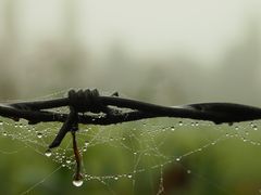 Feuchtes Spinnennetz am Stacheldraht