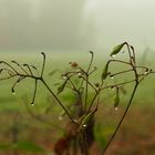 Feuchtes Spinnennetz am Strauch