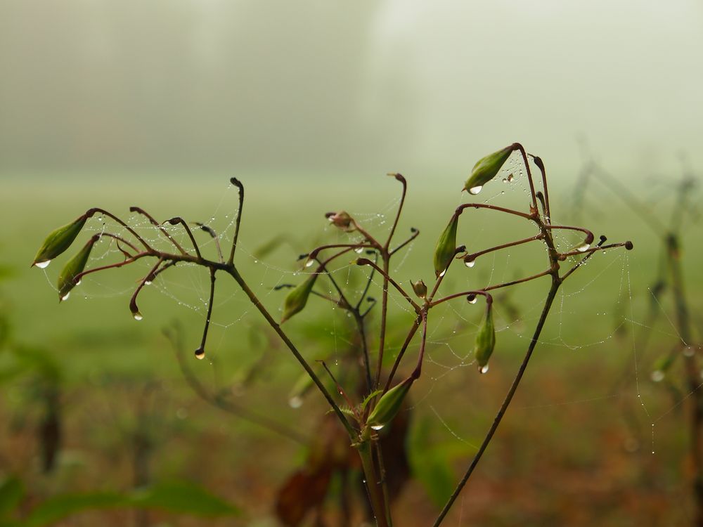 Feuchtes Spinnennetz am Strauch