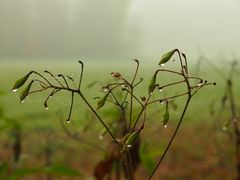 Feuchtes Spinnennetz am Strauch