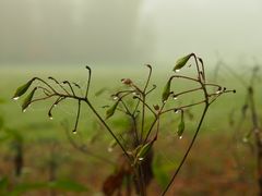 Feuchtes Spinnennetz am Strauch