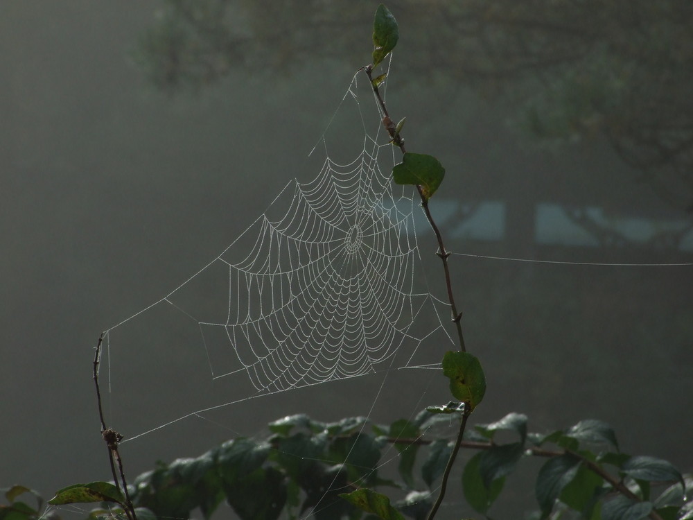 feuchtes Spinnennetz