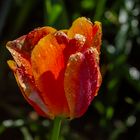 Feuchtfröhliche Tulpe ...