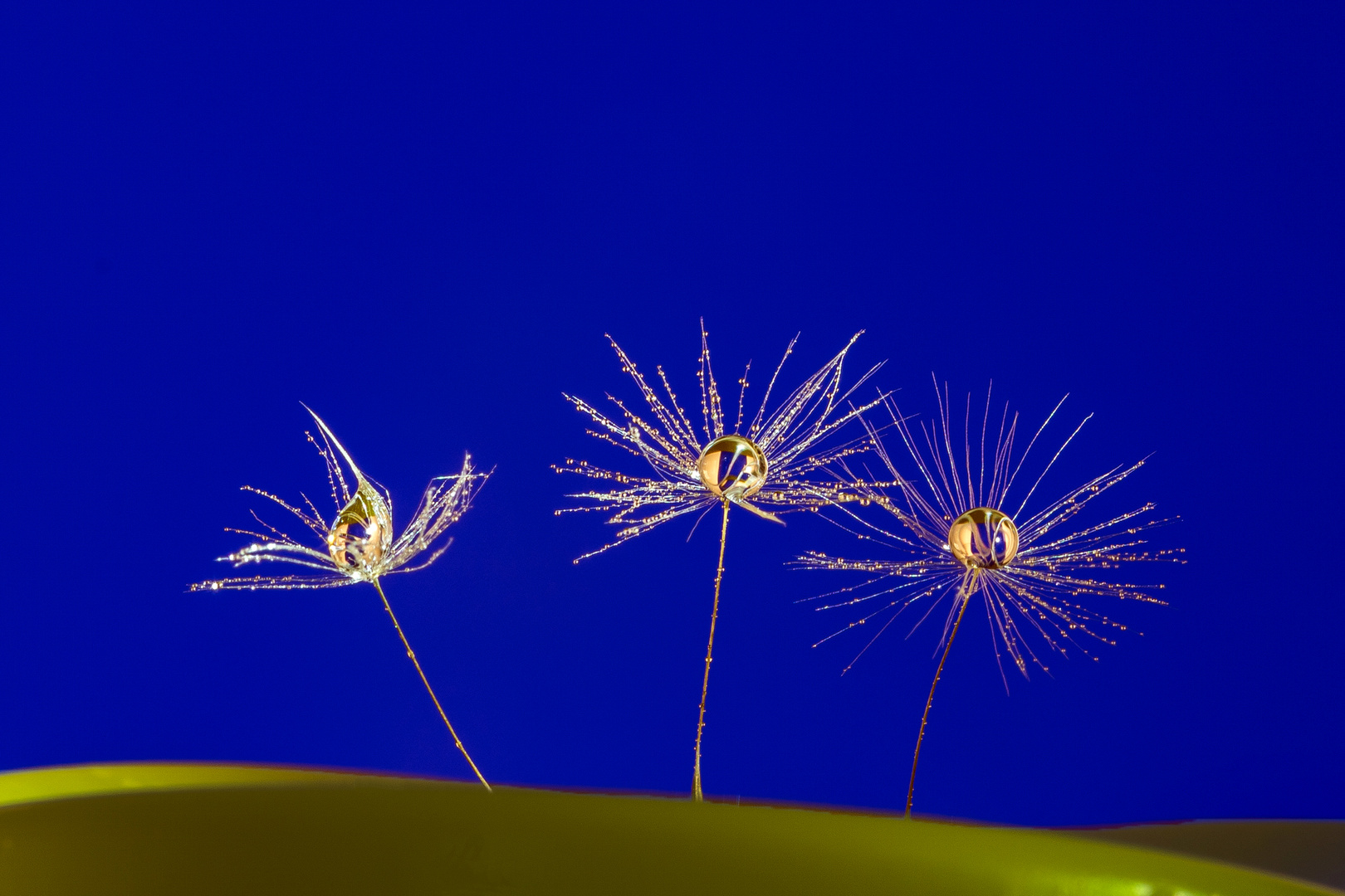 feuchtfröhliches Trio