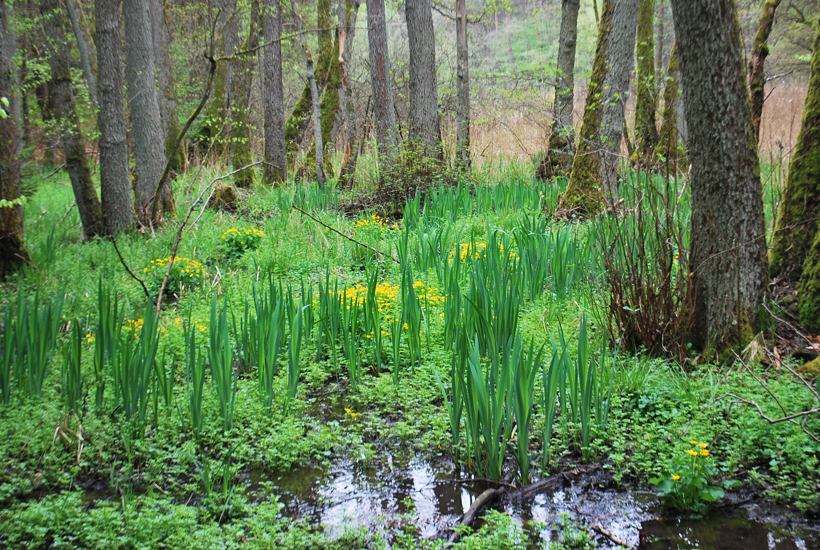 Feuchtgebiet