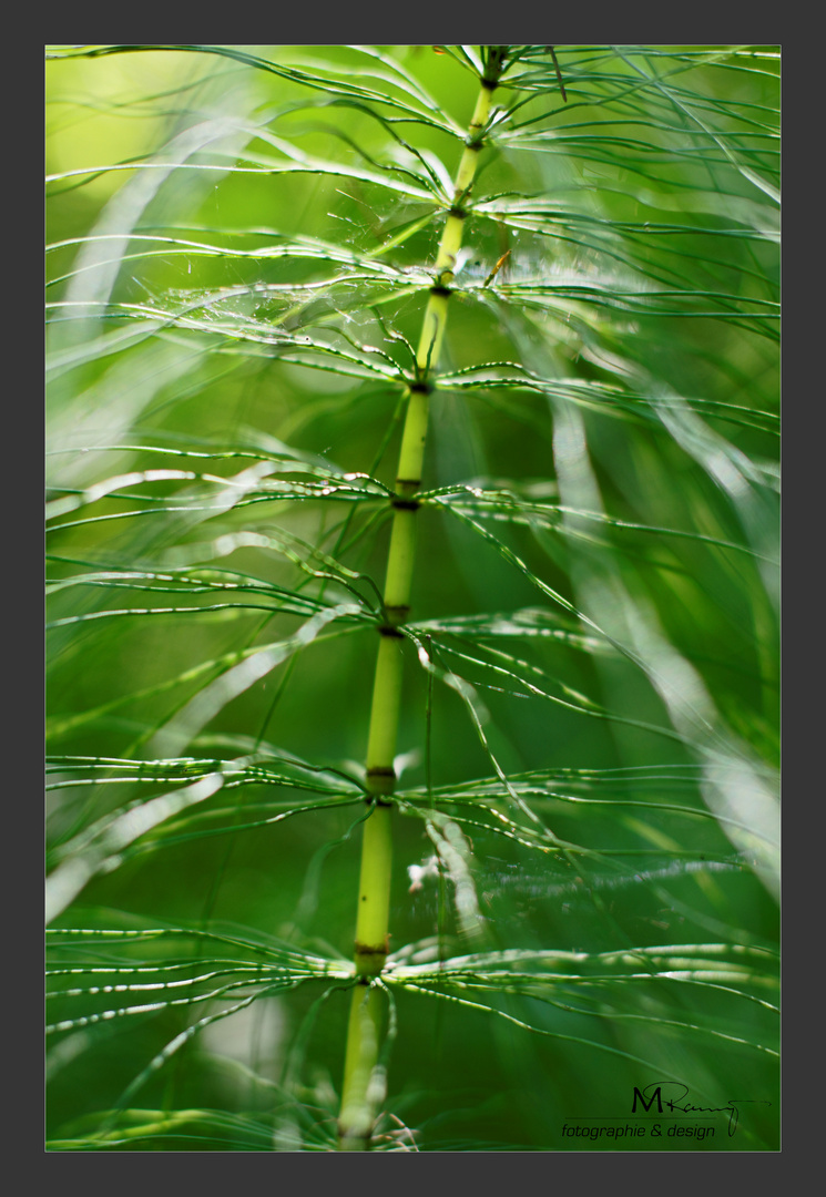 Feuchtgebiet Foto & Bild pflanzen, pilze & flechten, moose & farne