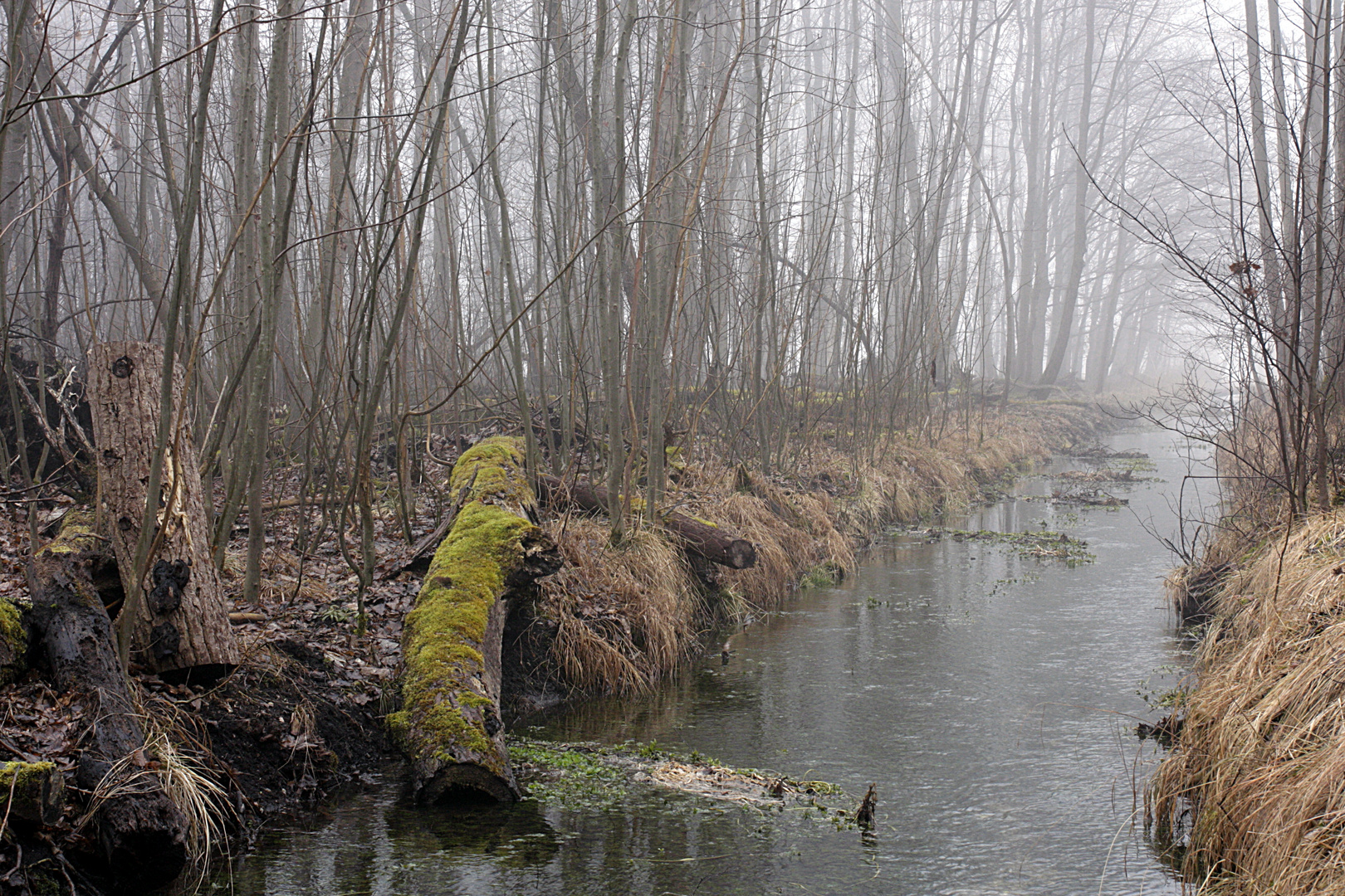 Feuchtgebiet am Morgen