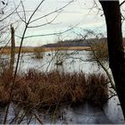 Feuchtgebiet bei Rothensande am Kellersee_02