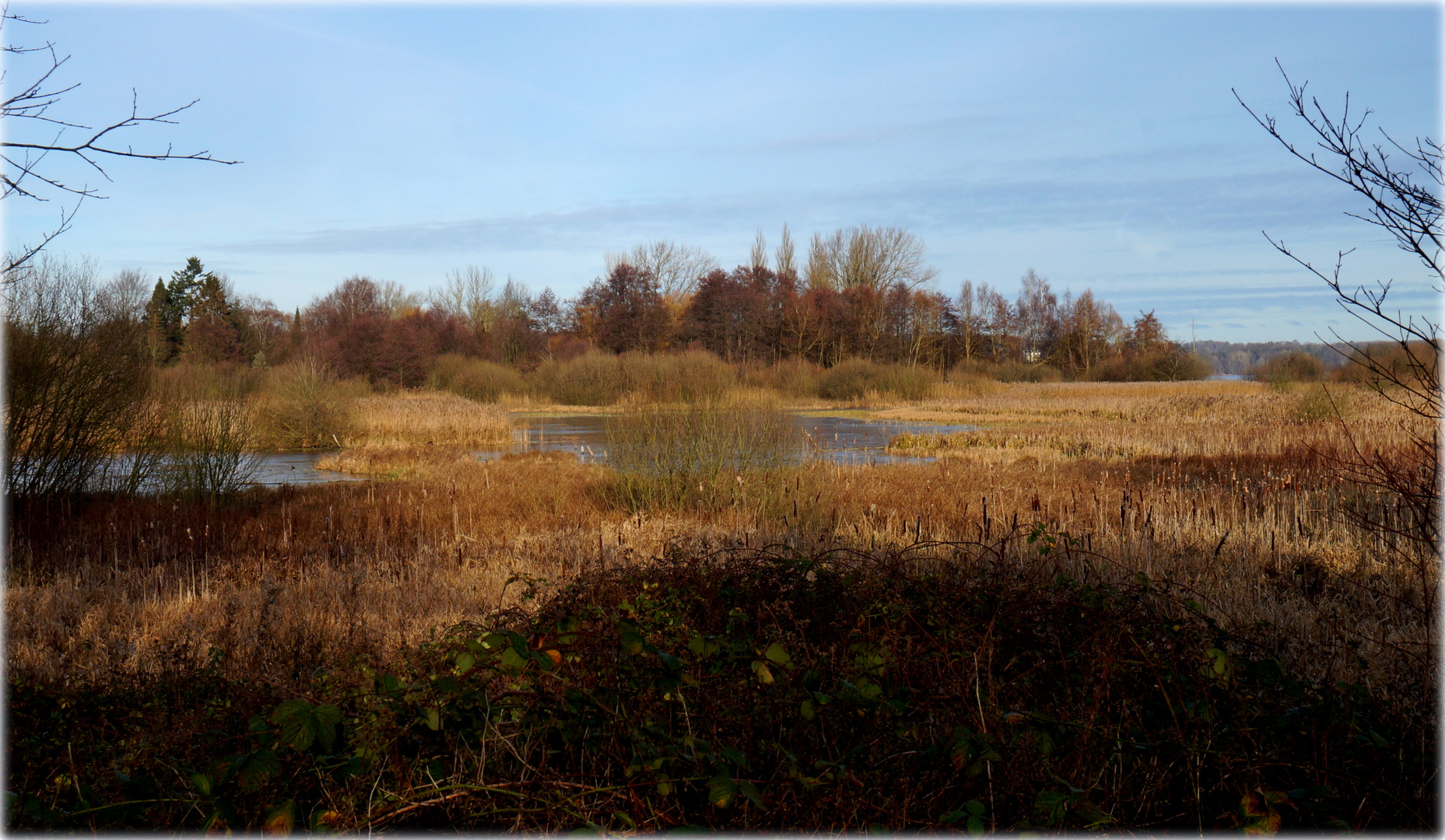 Feuchtgebiet bei Rothensande am Kellersee_03