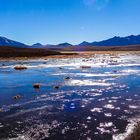 Feuchtgebiet im Altiplano