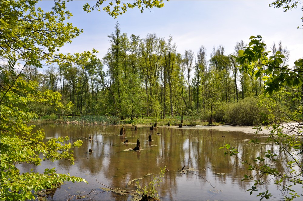 Feuchtgebiet und Auenwald ...