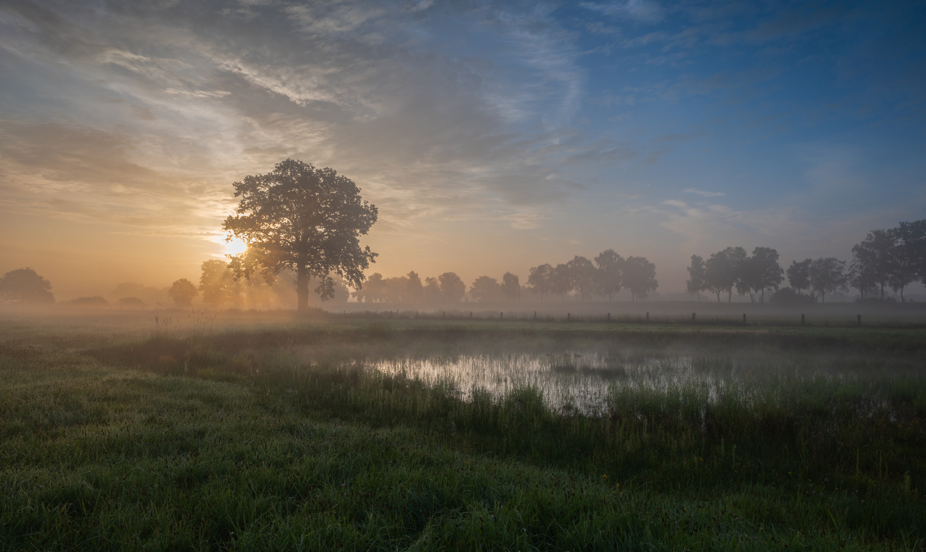 Feuchtwiese bei Sonnenaufgang