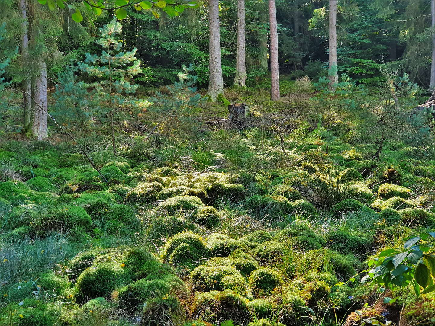 Feuchtwiese im Burgwald