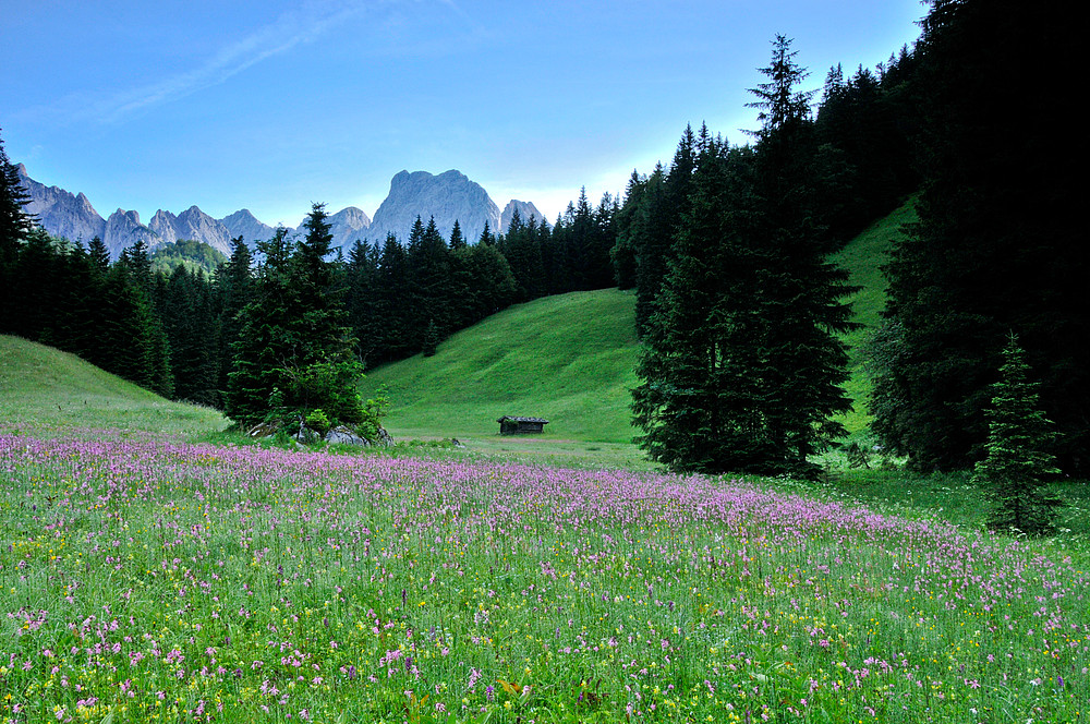 Feuchtwiese in den Berchtesgadener Alpen