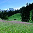 Feuchtwiese in den Berchtesgadener Alpen