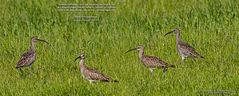 Feuchtwiesen für den GROSSEN BRACHVOGEL