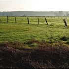 Feuchtwiesen im Steinhuder Ostenmeer