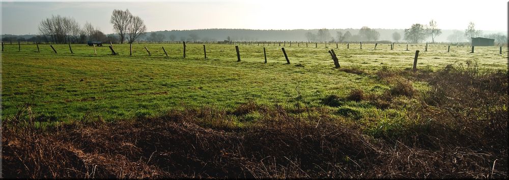 Feuchtwiesen im Steinhuder Ostenmeer