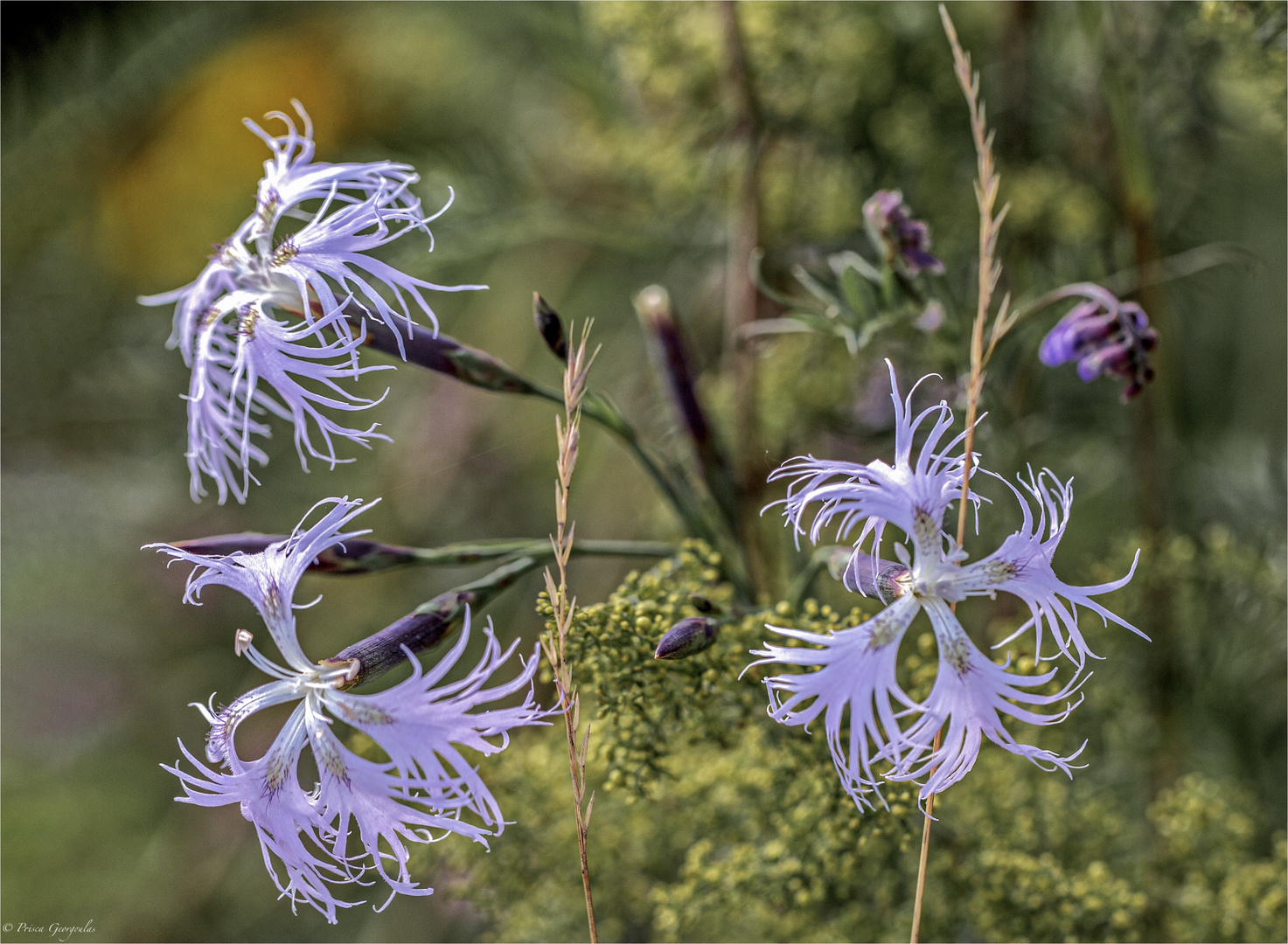 Feuchtwiesen-Prachtnelke - Dianthus superbus superbus