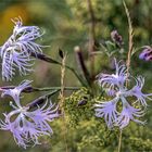 Feuchtwiesen-Prachtnelke - Dianthus superbus superbus