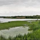 Feuchtwiesen Westenmeer, Steinhuder Meer