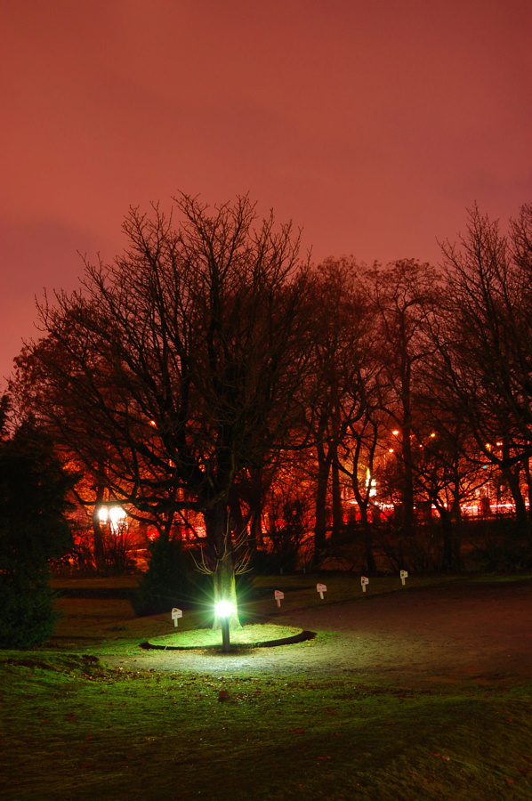 Feuer Baum