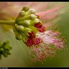 Feuer der Akazienblüte - 1 - Blossoms of a silk acacia