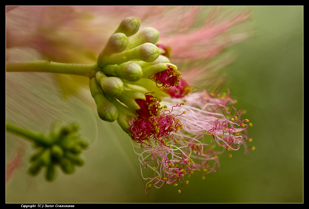 Feuer der Akazienblüte - 1 - Blossoms of a silk acacia