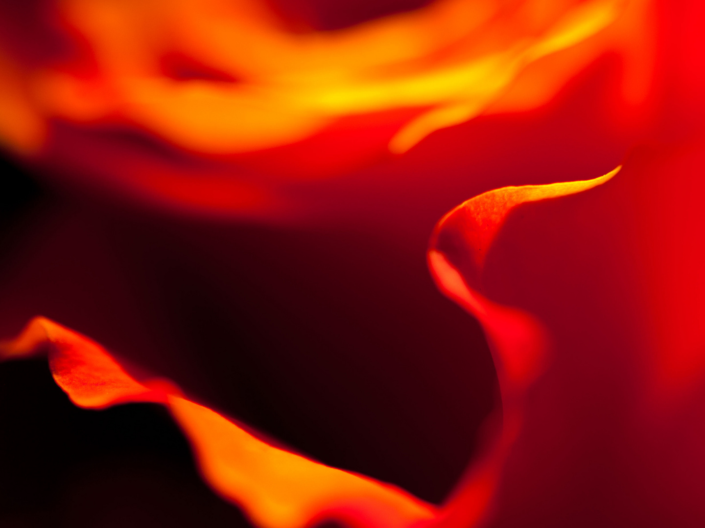 Feuer der Rose