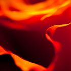 Feuer der Rose