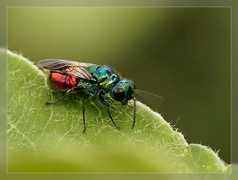 Feuer-Goldwespe (Chrysis ignita)