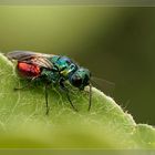 Feuer-Goldwespe (Chrysis ignita)