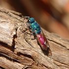 Feuer-Goldwespe (Chrysis terminata) auf Sommerflieder