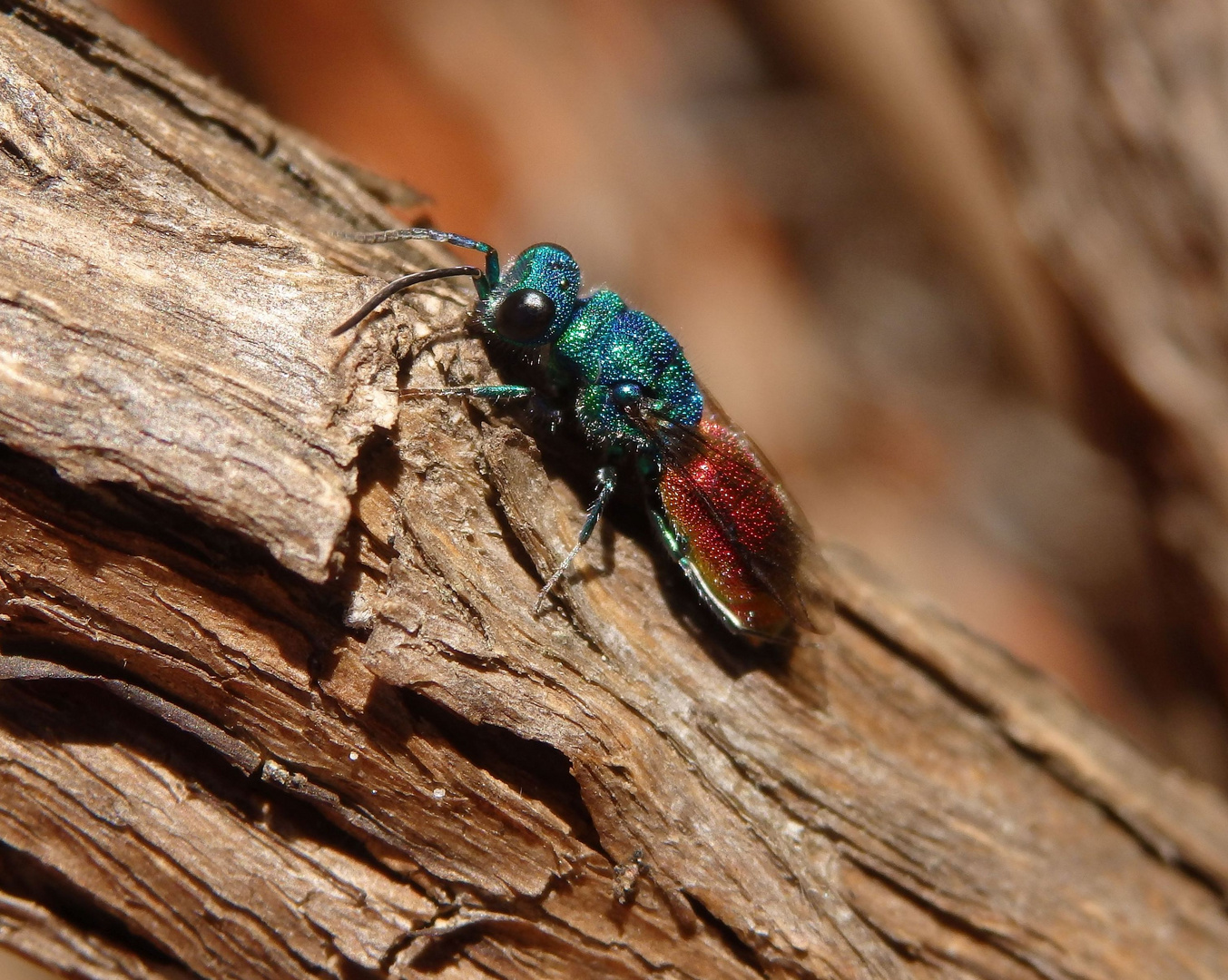 Feuer-Goldwespe (Chrysis terminata)