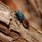 Feuer-Goldwespe (Chrysis terminata)