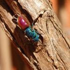 Feuer-Goldwespe (Chrysis terminata)