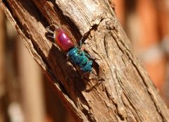 Feuer-Goldwespe (Chrysis terminata)