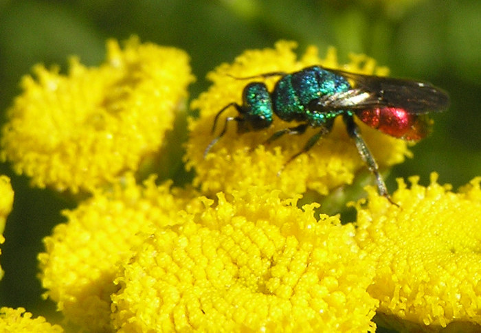 Feuer-Goldwespe - Hautflügler - Chrysis ignata