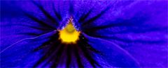 … Feuer  hat die Dame …