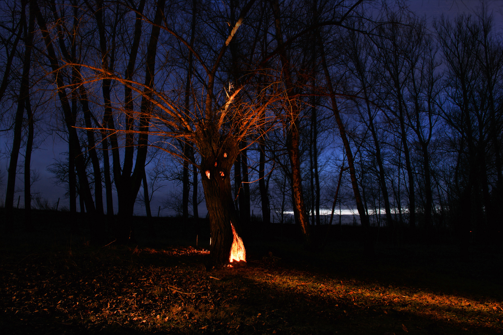 Feuer im Baum