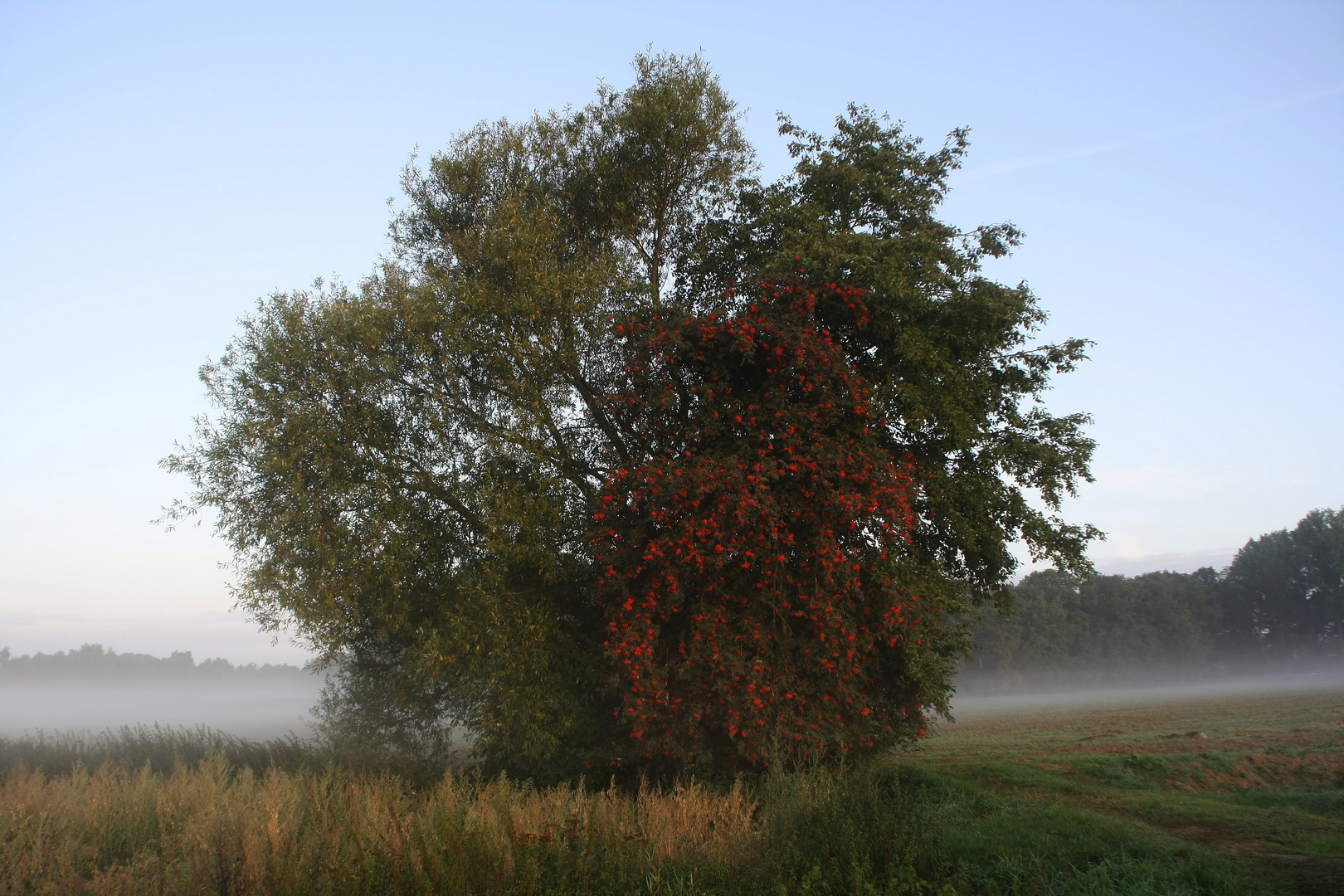 Feuer im Baum