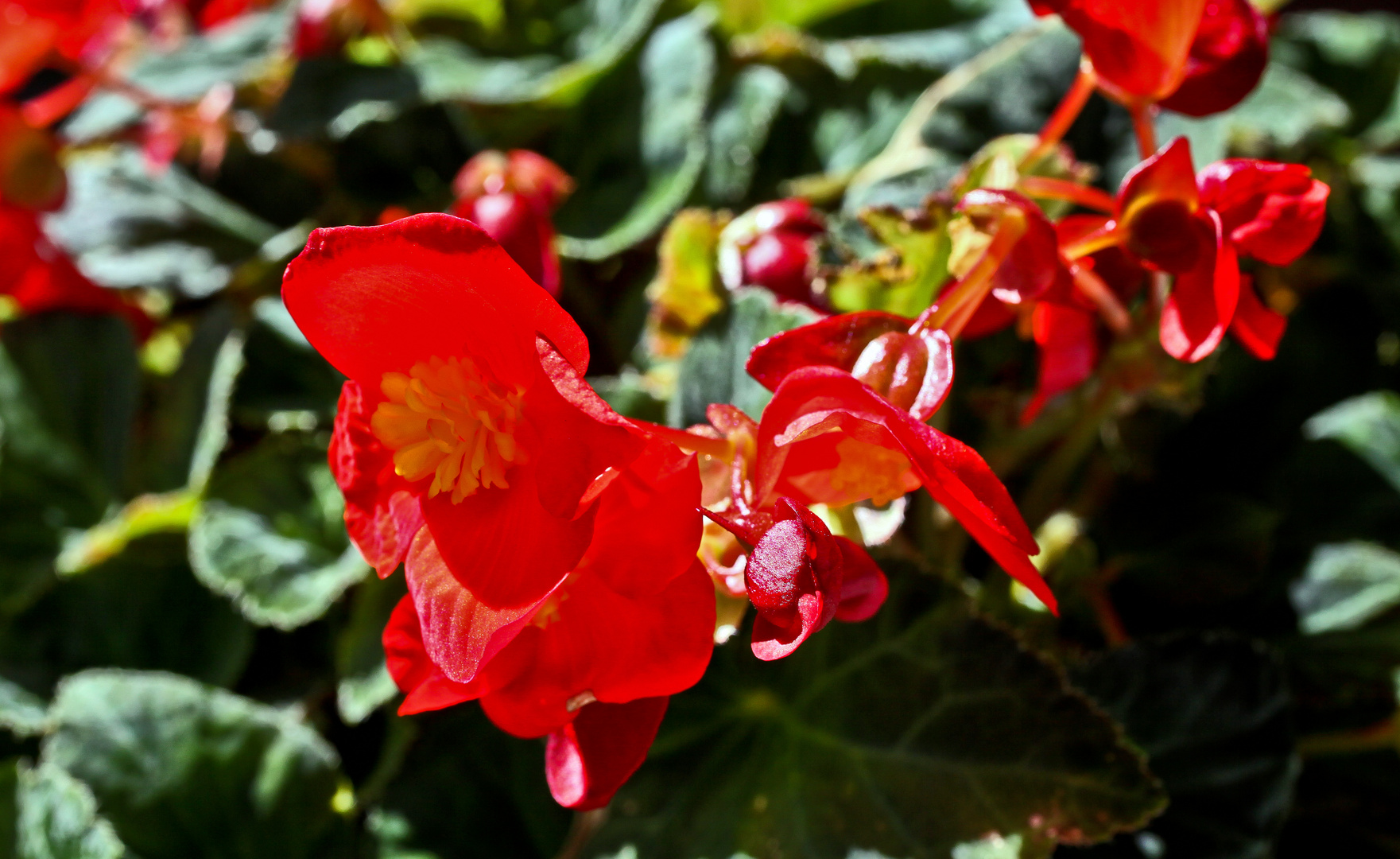 Feuer im Blumenkasten 1