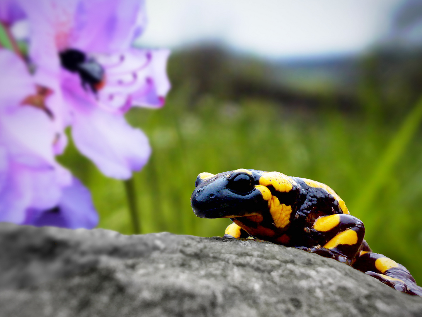 Feuer im Frühling