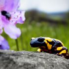 Feuer im Frühling