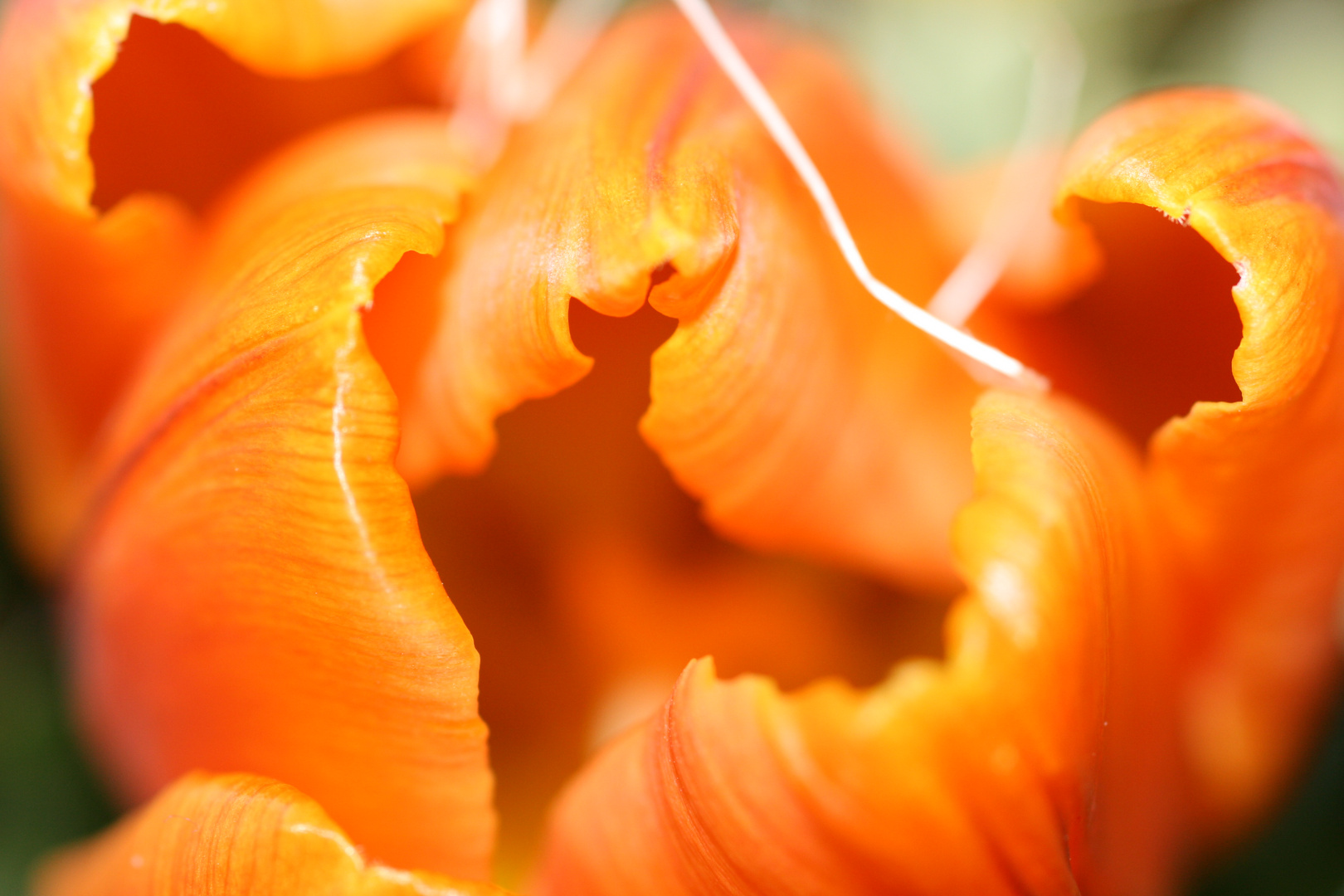 Feuer im Frühling