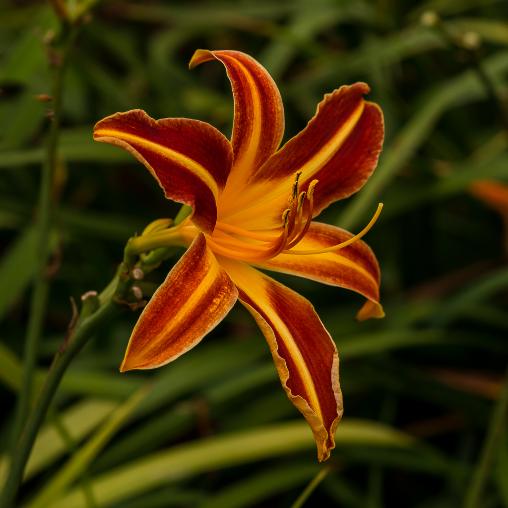 Feuer im Garten Foto & Bild nah & makro, pflanzen