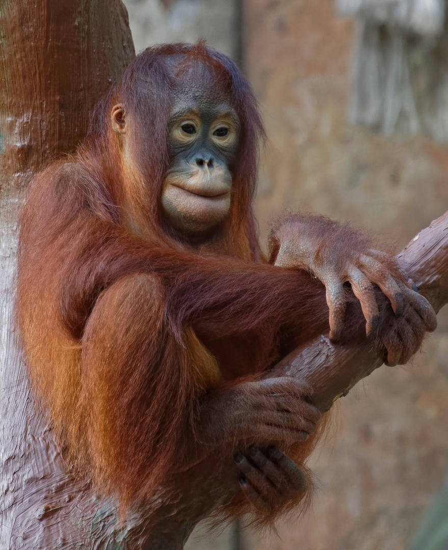 Feuer im Krefelder ZOO, auch er kam ums Leben !