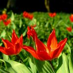 Feuer im Stadtgarten Vegesack