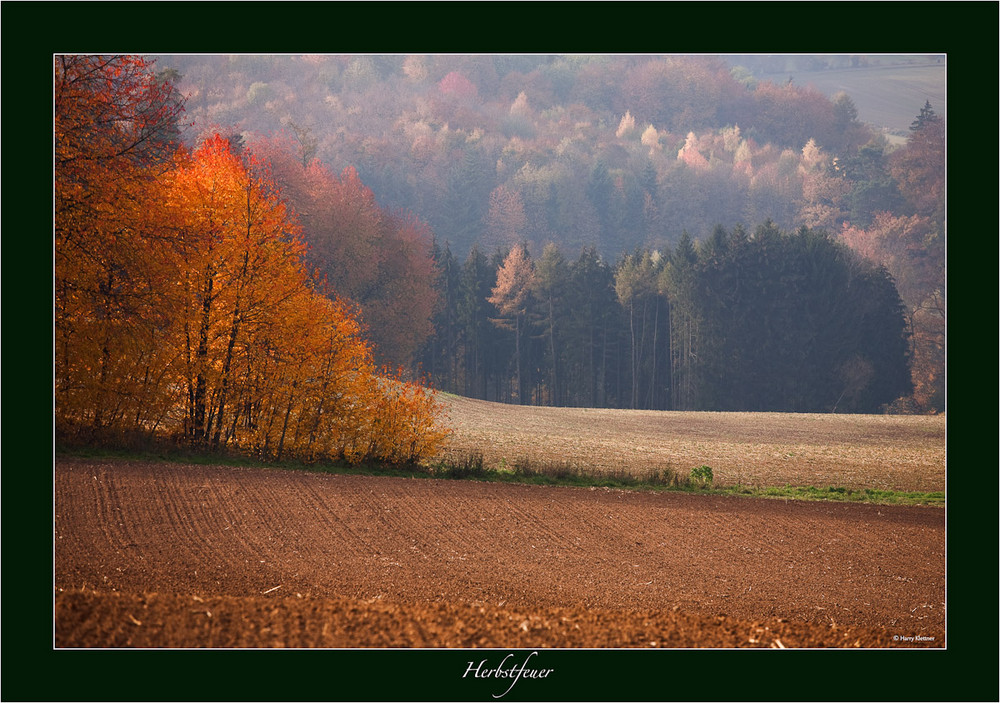 Feuer im Wald