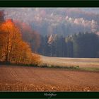 Feuer im Wald